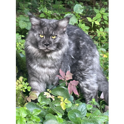 Кот мейкун на вязку