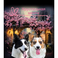 Вельш корги кардиган девочки РКФ