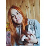 Щенки американского булли