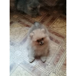 Шпицы.