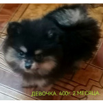 Шпицы.