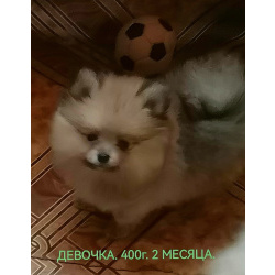 Щпицы