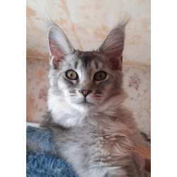 Котята МЕЙН-КУНЫ
