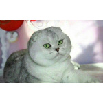 Коты на вязку