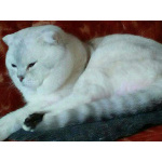 Коты на вязку