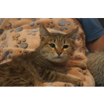 Кошечка Шурочка в добрые руки
