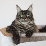 Котята Мейн кун из питомника .
