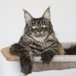 Котята Мейн кун из питомника .