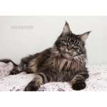 Котята Мейн кун из питомника .
