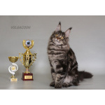 Котята Мейн кун из питомника .