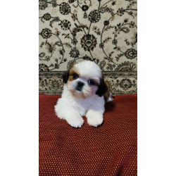 Красивые малыши ши-тцу