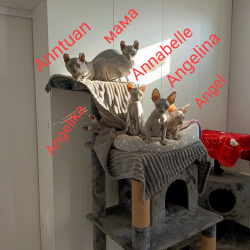 Солидные голубые эксклюзивные эльфы и сфинксы