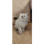 Котята в разведение
