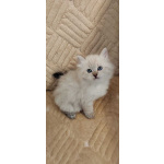 Котята в разведение