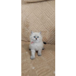 Котята в разведение