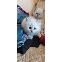 Котята в разведение