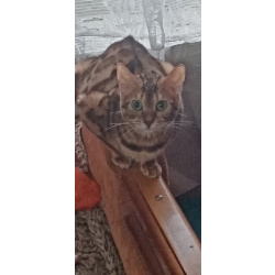 Бенгальские котята