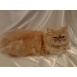 Молодой персидский котик