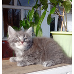 Котята Мейн-кун