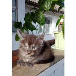Котята Мейн-кун