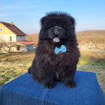Щенки Чау Чау