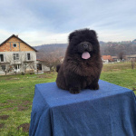 Щенки Чау Чау
