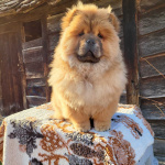 Щенки Чау Чау