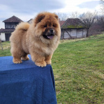 Щенки Чау Чау