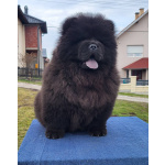 Щенки Чау Чау