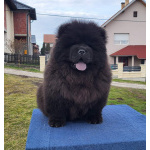 Щенки Чау Чау