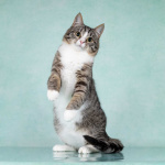 Котята Тоша и Таша в добрые руки