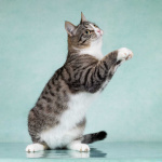 Котята Тоша и Таша в добрые руки