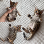 Бенгальские котята с документами из питомника