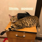 Бенгальские котята с документами из питомника
