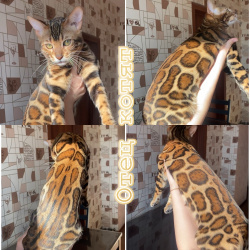 Бенгальские котята с документами из питомника