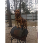 Гордый защитник и добрый друг для всей семьи