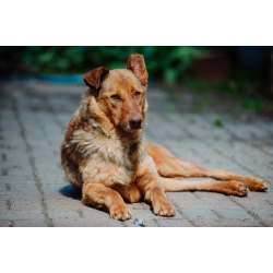 Гордый защитник и добрый друг для всей семьи