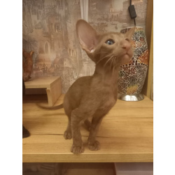 Ориентальные короткошерстные котята