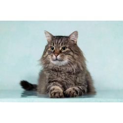 Котик Барон в добрые руки