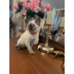 Котята Девон Рекс