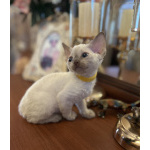 Котята Девон Рекс