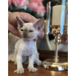 Котята Девон Рекс