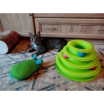 Ищет дом умный, спокойный котёнок-философ