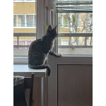 Ищет дом умный, спокойный котёнок-философ