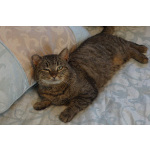 Котик Борис в добрые руки