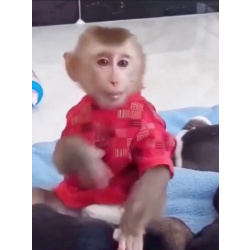 Рокки