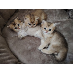 Котенок шотландский чистопородный
