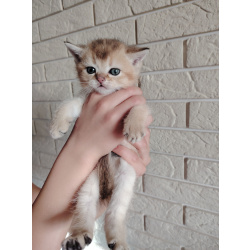 Котенок шотландский чистопородный