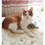 Молоденький котик Абрикосик ждёт свою семью