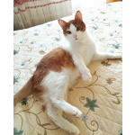 Молоденький котик Абрикосик ждёт свою семью